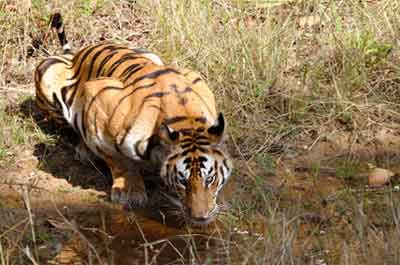 bandhavgarh_tiger