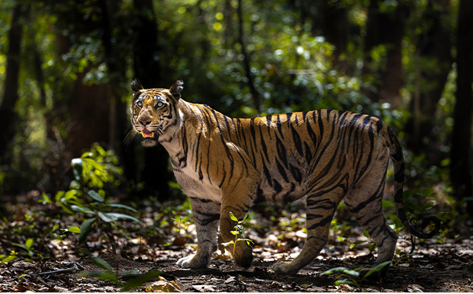 Tiger Safari in Bandhavgarh