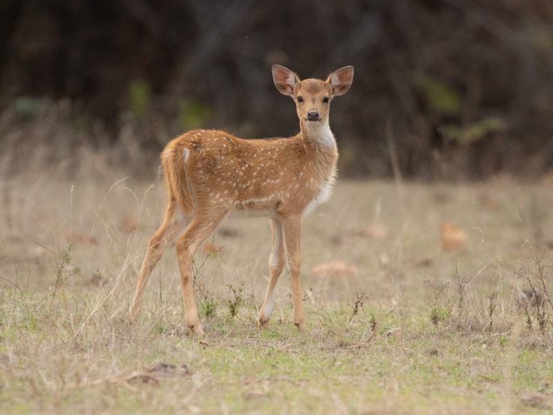 Safari in Bandhavgarh