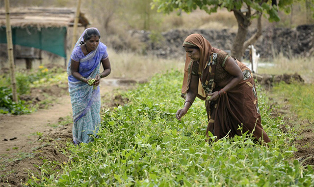 Organic Food in Bandhavgarh