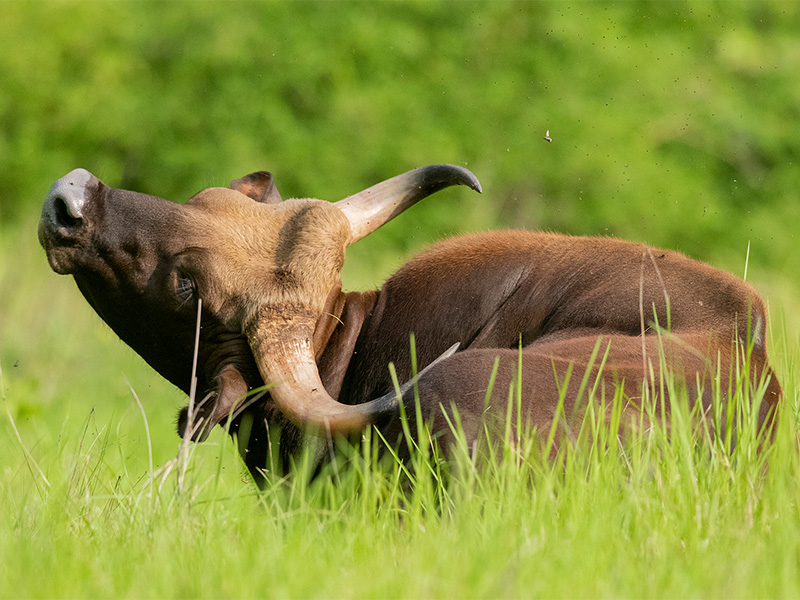 Indian Gaur in Bandhavgarh