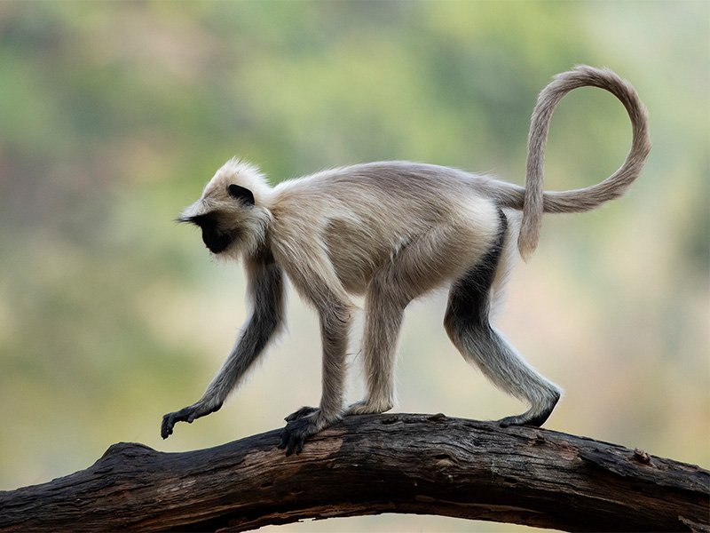 Wildlife in Bandhavgarh