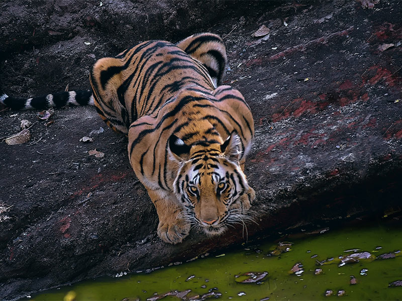 Tigers of Bandhavgarh