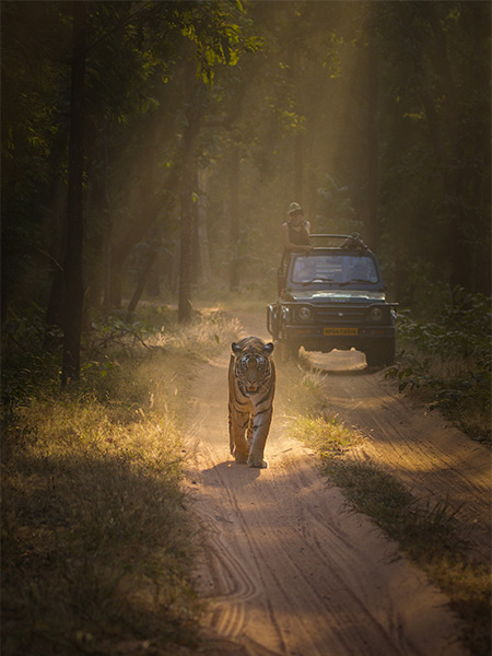 Jeep Safari in Bandhavgarh