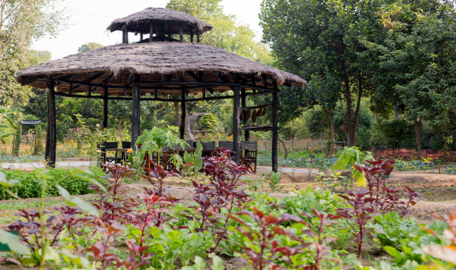 Organic Farm in Kings Lodge Organic Farm in Kings Lodge