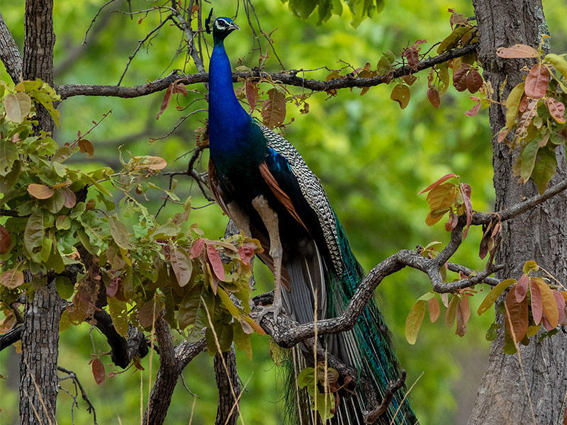 Bird Watching in Bandhavgarh