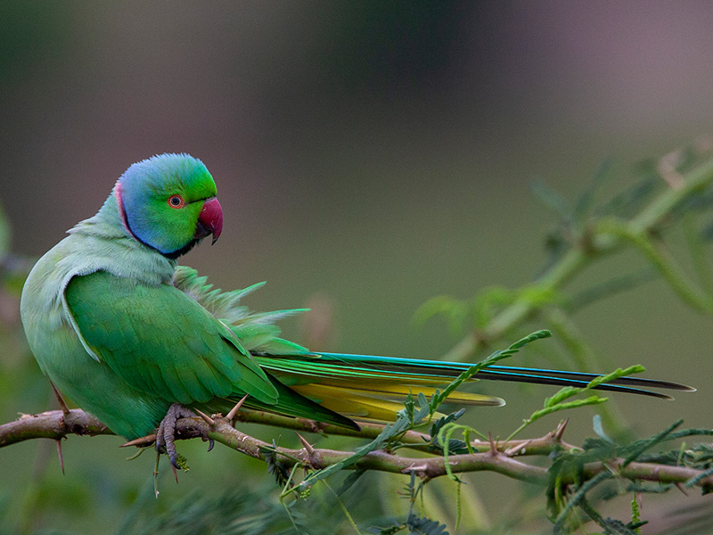 Jungle of Bandhavgarh 