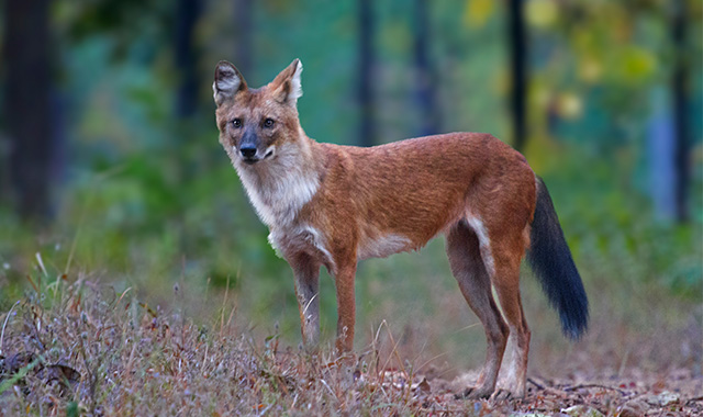 Bandhavgarh National Park