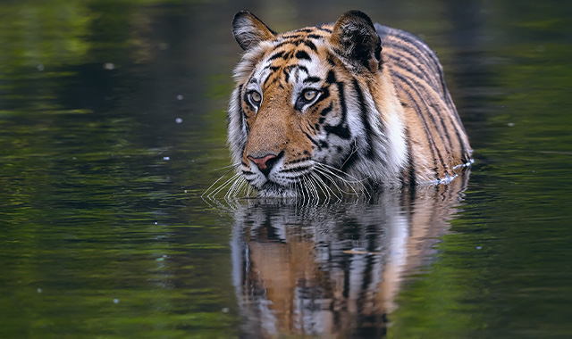 Wildlife in Bandhavgarh National Park Wildlife in Bandhavgarh National Park