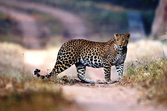 about bandhavgarh