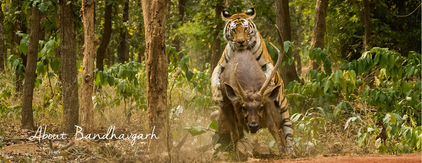 about bandhavgarh